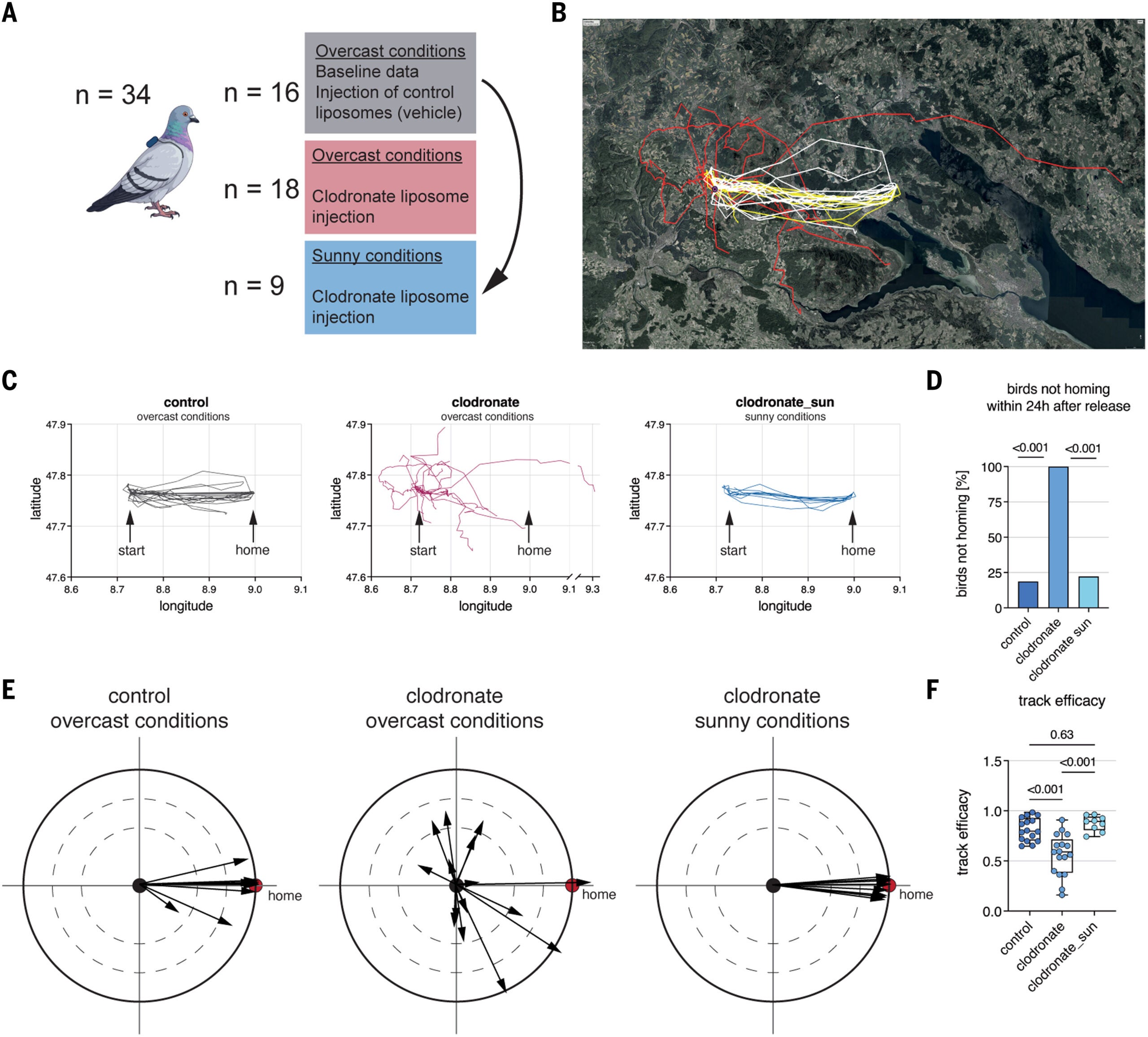 Effect of clodronate treatment on pigeon navigation.