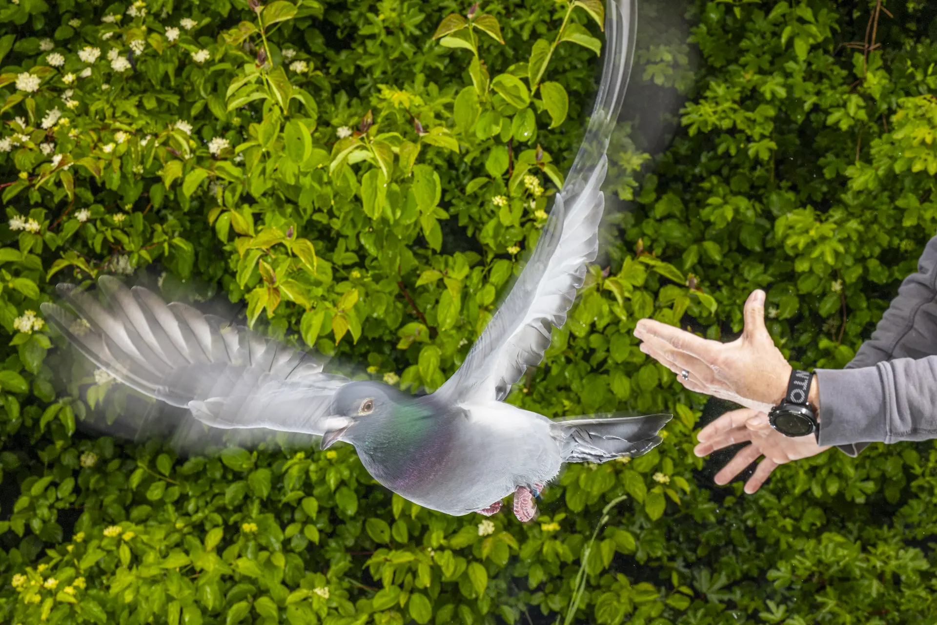 A homing pigeon being released by a scientist at the Max Planck Institute of Animal Behavior.