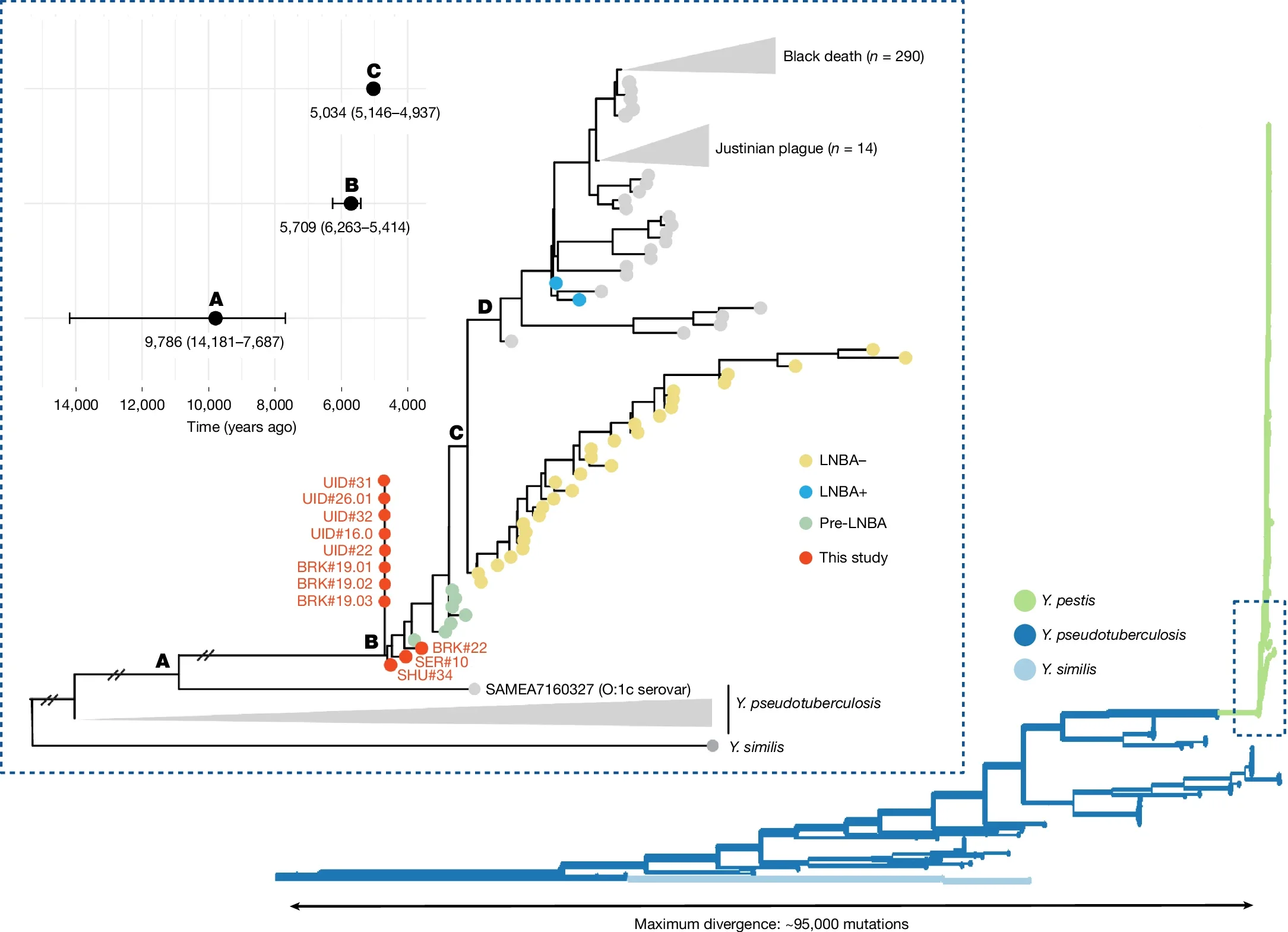 Phylogenetic relationships and inferred internal node dates between hunter-gatherer plague samples from this study and previously published data.