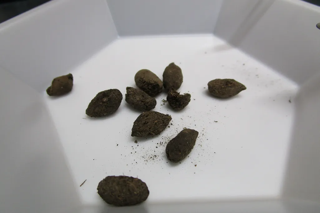 Researchers recovered environmental DNA from ancient ground squirrel poop. 