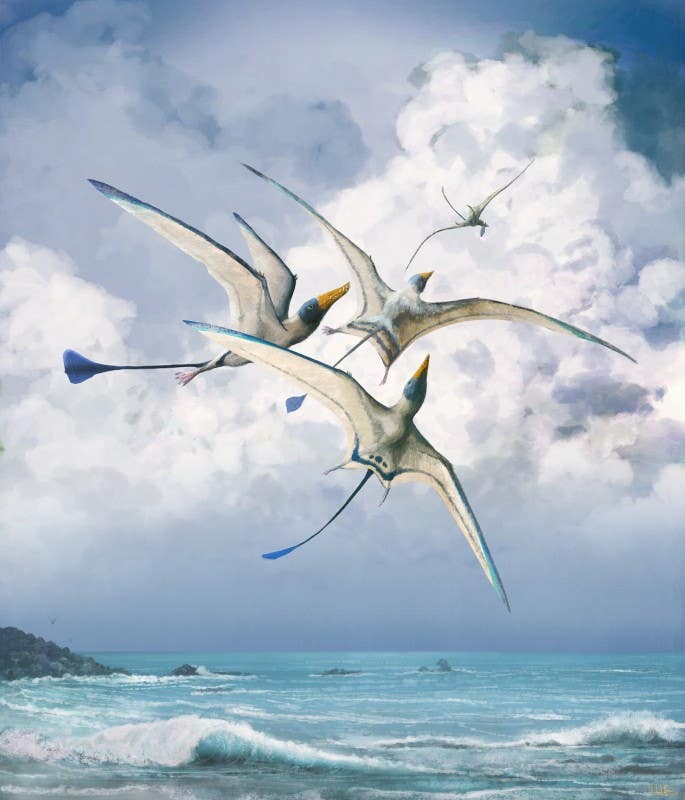 Study finds published pterosaur wing reconstructions may miss much of the group’s true shape and flight diversity.