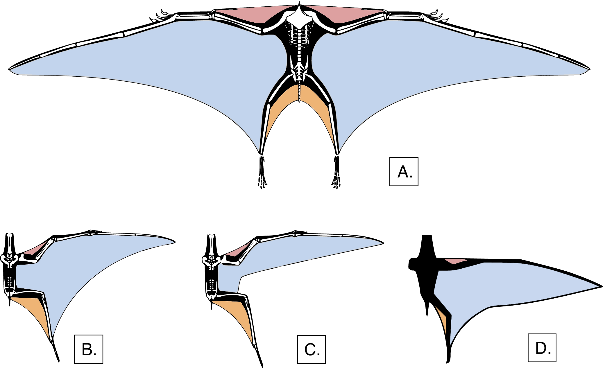 Full dorsal view of a pterosaur with three distinct wing membranes: the propatagium in red spans from the shoulder to the wrist, the brachiopatagium in blue extends from the wing digit to the body, and the uropatagium in orange stretches between the legs.