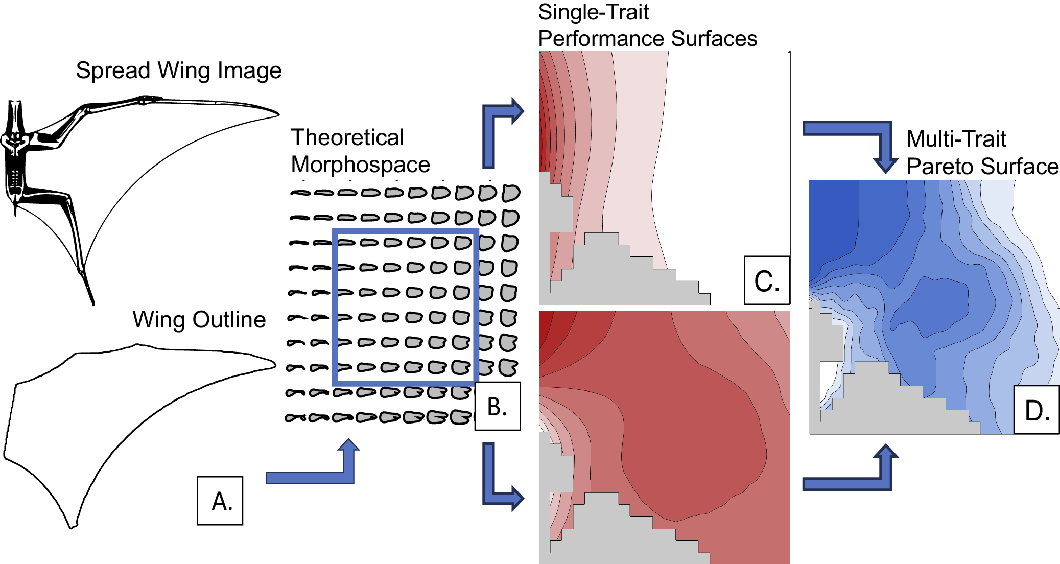 Theoretical morphospace workflow.