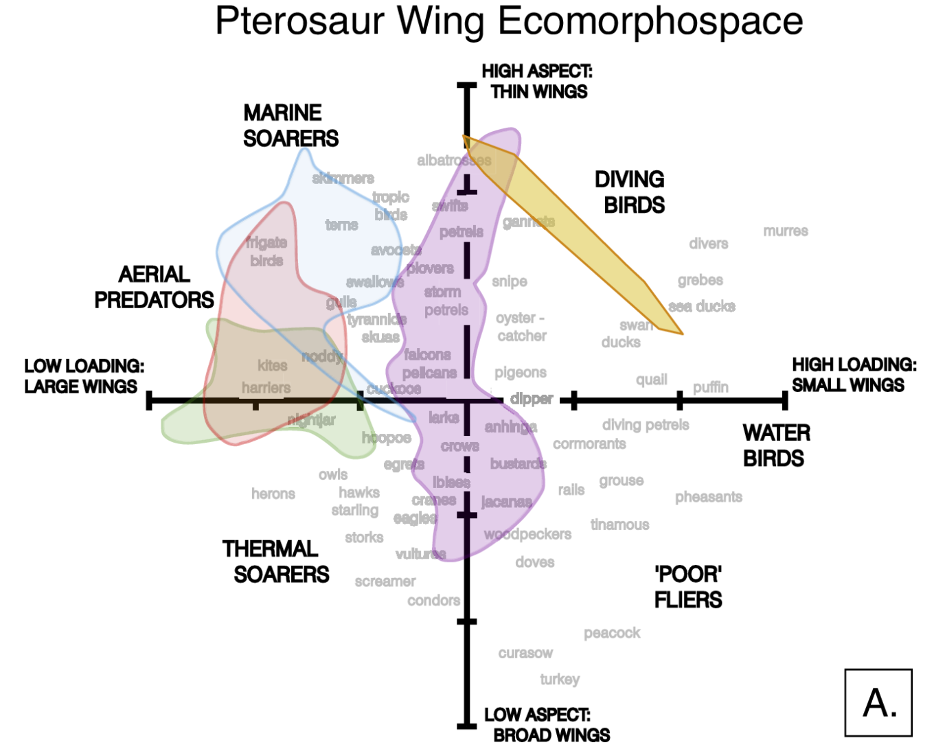 Comparison of bird and pterosaur wing-shape space. A, Ecomorphospace of pterosaur and bird wings based on bone length measurements.