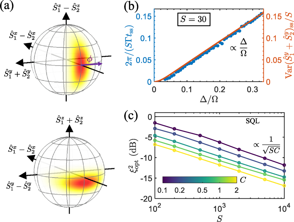 Generalized Bloch sphere representation of the L=2 steady state. It can be interpreted as a two-mode spin-squeezed state with squeezing along the S^1y+S^2y and S^1z+S^2z axes and antisqueezing along the S^1z−S^2z and S^1y−S^2y axes.