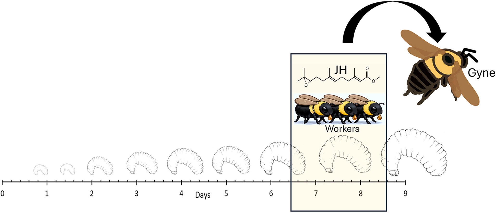 Graphical abstract. The process of queen production is unique to social insects. 