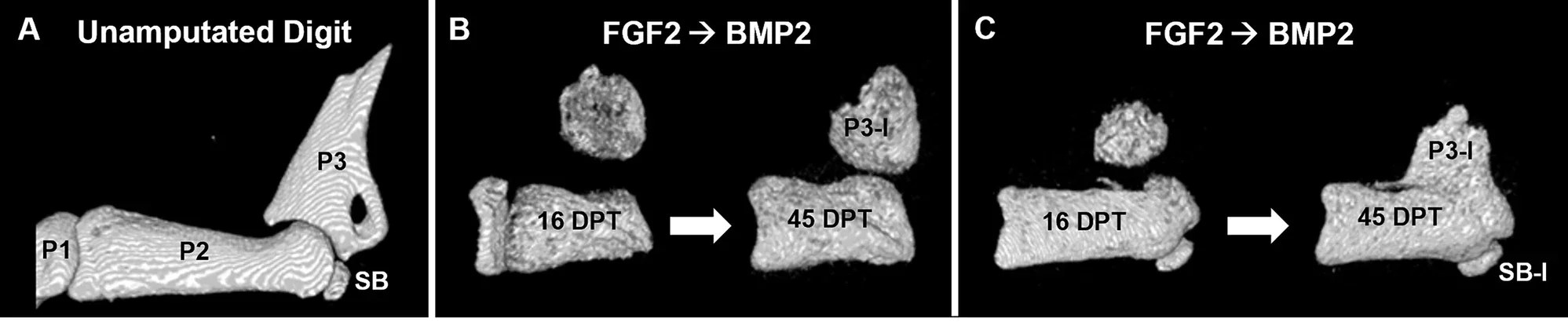 Sequential FGF2 and BMP2 treatment stimulates digit regeneration.