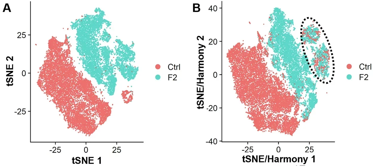 scRNAseq analysis of FGF2 treated amputation wound fibroblasts.