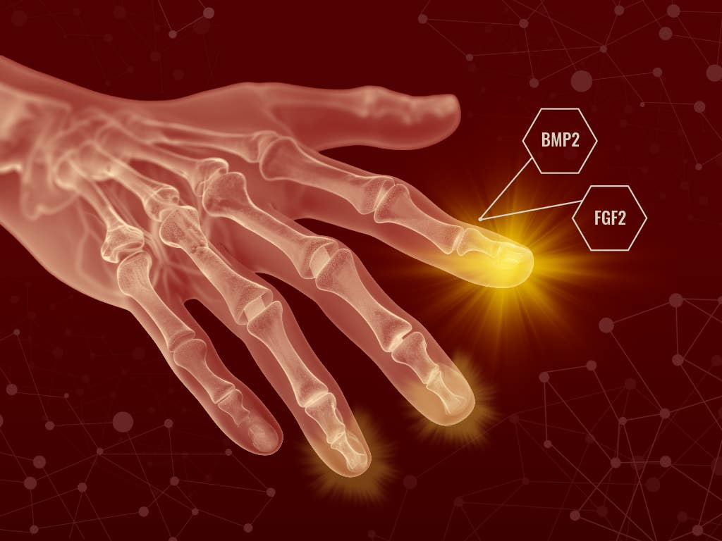 A conceptual graphic shows how growth factors BMP2 and FGF2 are applied to the injury site to stimulate tissue regeneration, highlighting new research into restoring damaged digits.