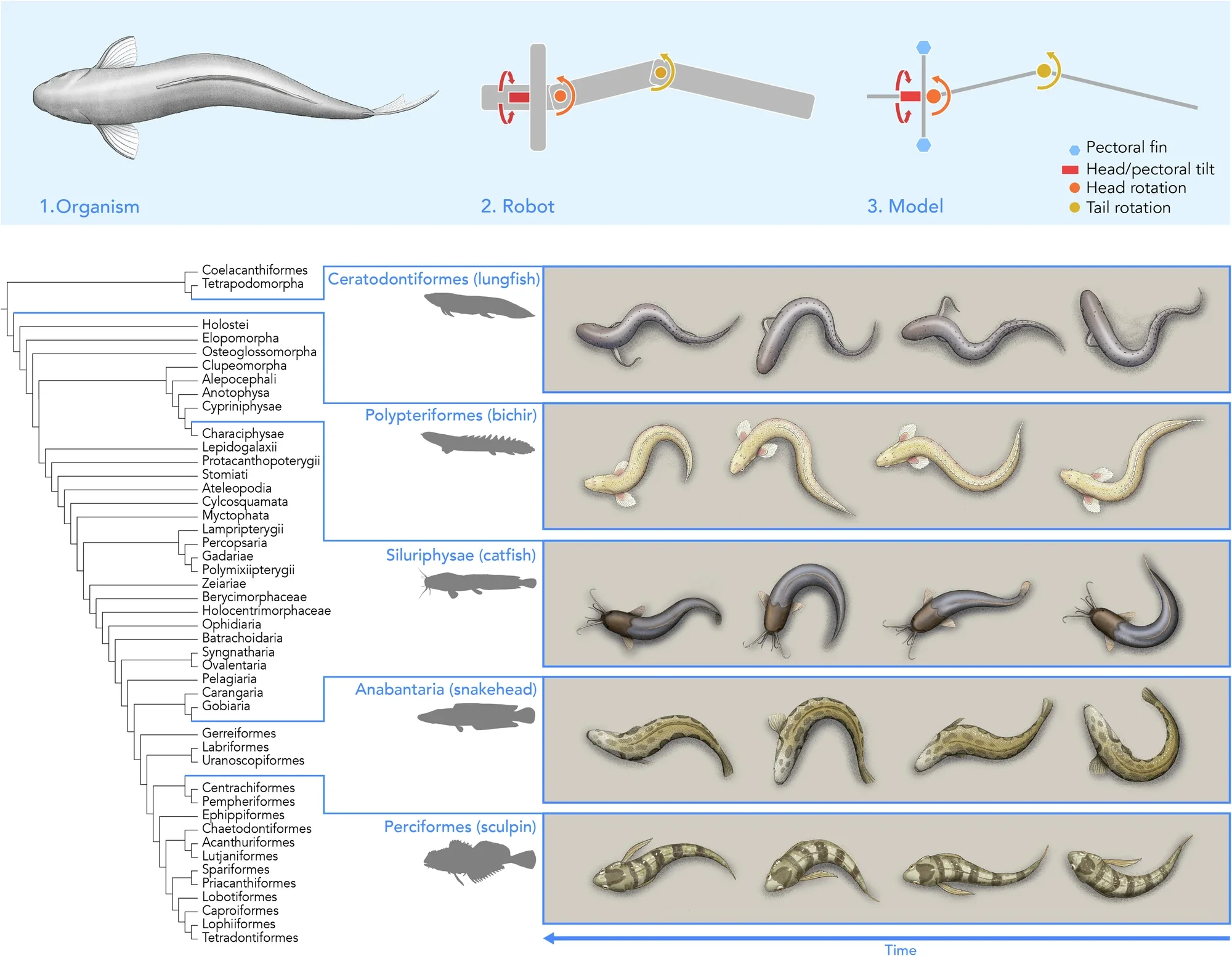 Undulating tripod gait, as a result of convergent evolution, is reported in distant-related fish taxa.