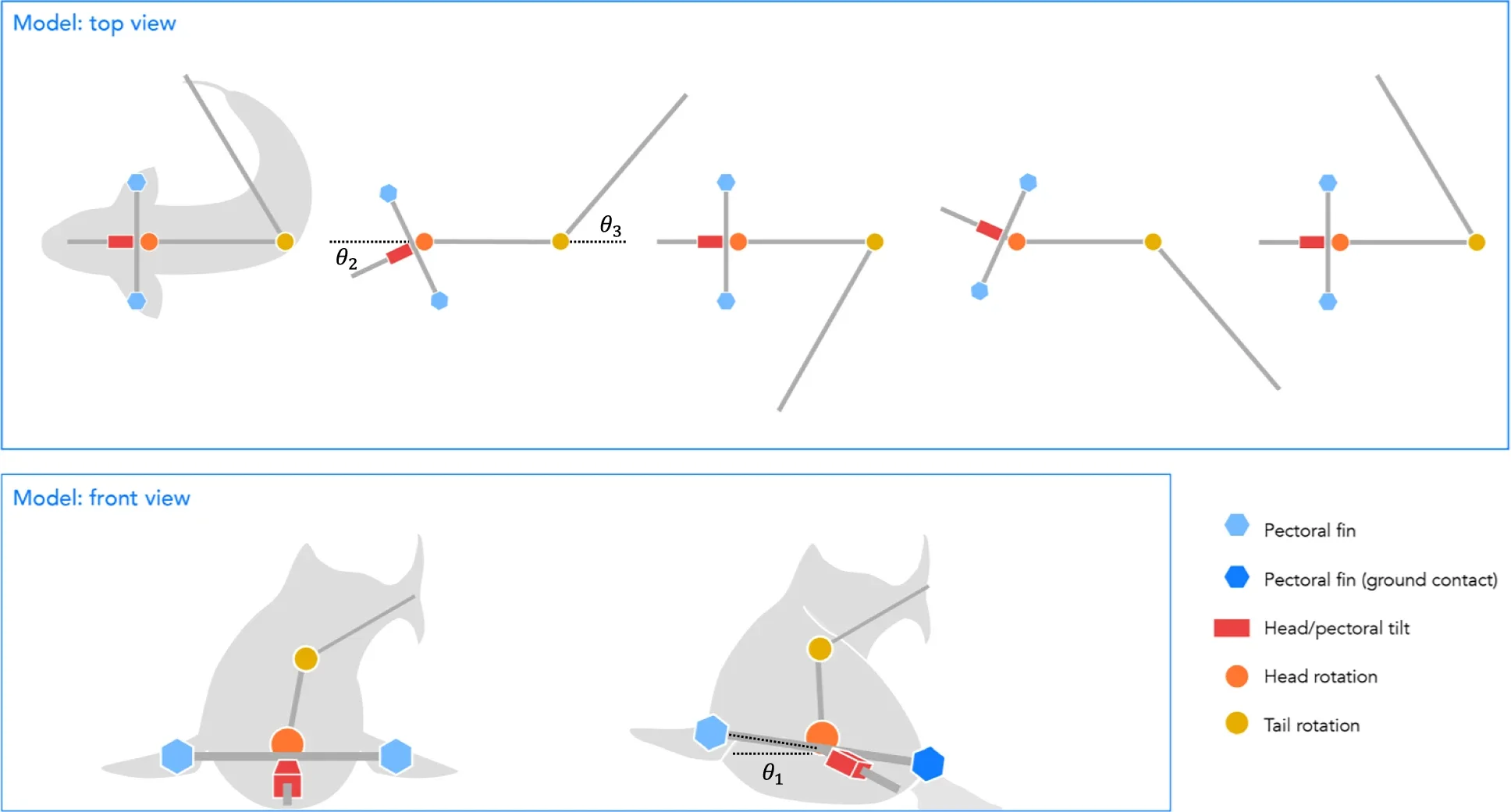 The simplified model of the undulating tripod gait, where the soft body of the fish is discretized into three rigid segments that rotate with respect to each other.