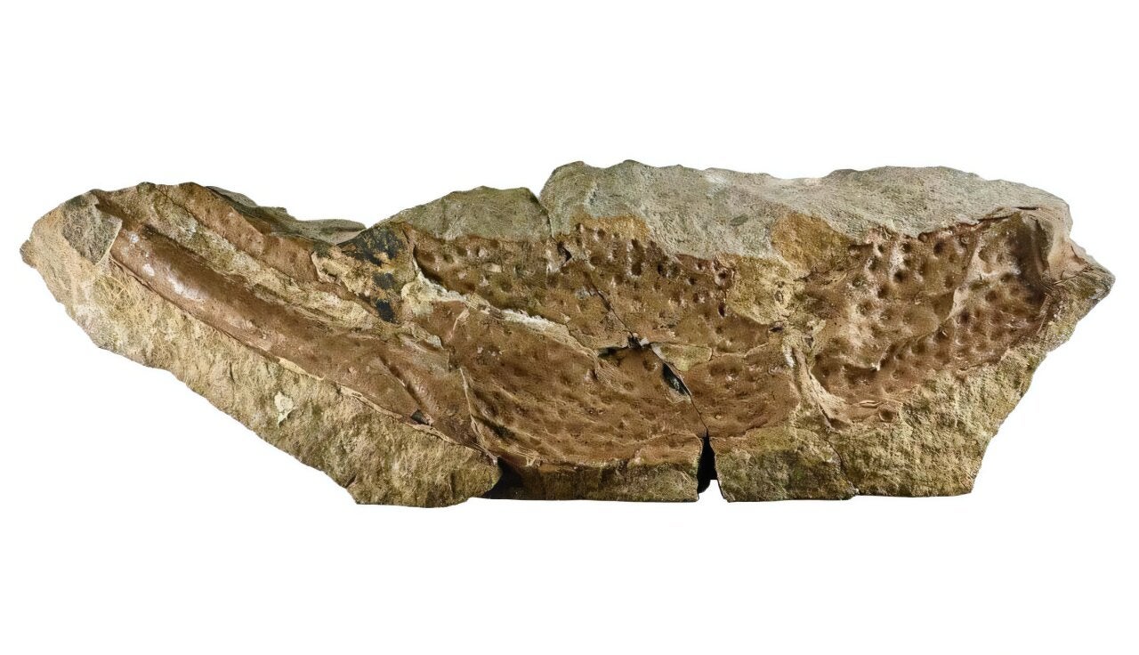 The pincers of Praearcturus were 16 centimeters long. Discovering more of its fossils will help to reveal more about the life, and extinction, of this enormous scorpion.