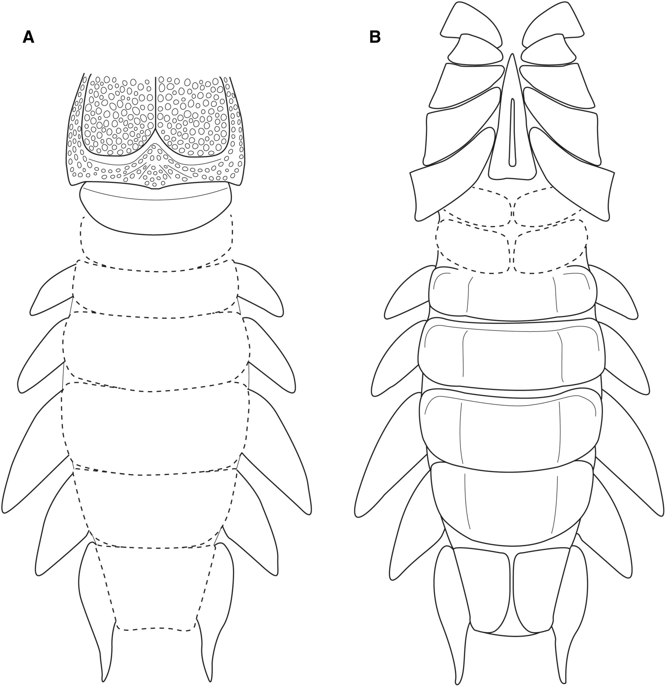 Reconstruction of the body of Praearcturus gigas Woodward 1870a based on NHMUK PI I 534, NHMUK PI In 60 444 and NMW 2008.25G.1 in dorsal (A) and ventral (B) perspective.