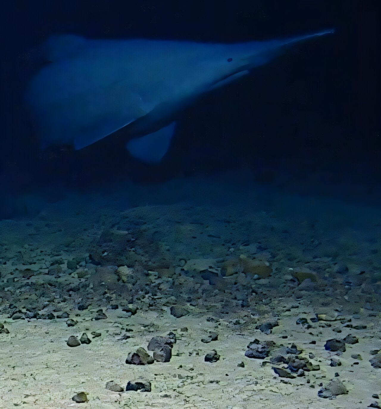 Rare sighting of a Goblin shark near Tonga Trench (2024).