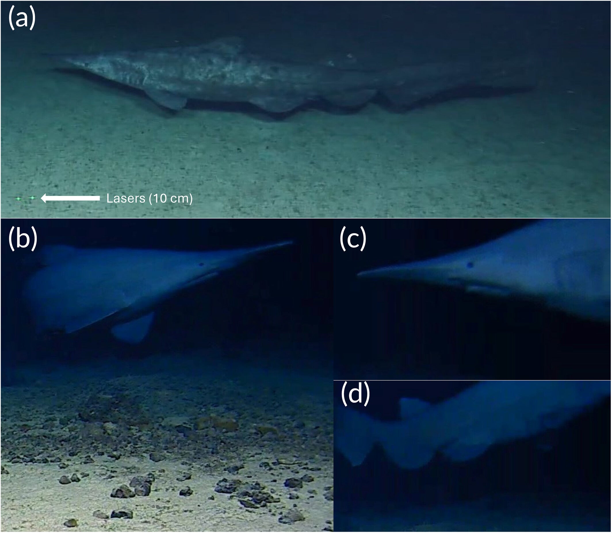 In situ observations of goblin shark (Mitsukurina owstoni) specimens. (a) A goblin shark recorded during exploration of an unnamed seamount near Jarvis Island, Central Pacific. Green lasers are 10 cm apart. (b) A goblin shark recorded on a slope near the Tonga Trench. (c) Closer image of the head and (d) tail of the Tonga Trench specimen.