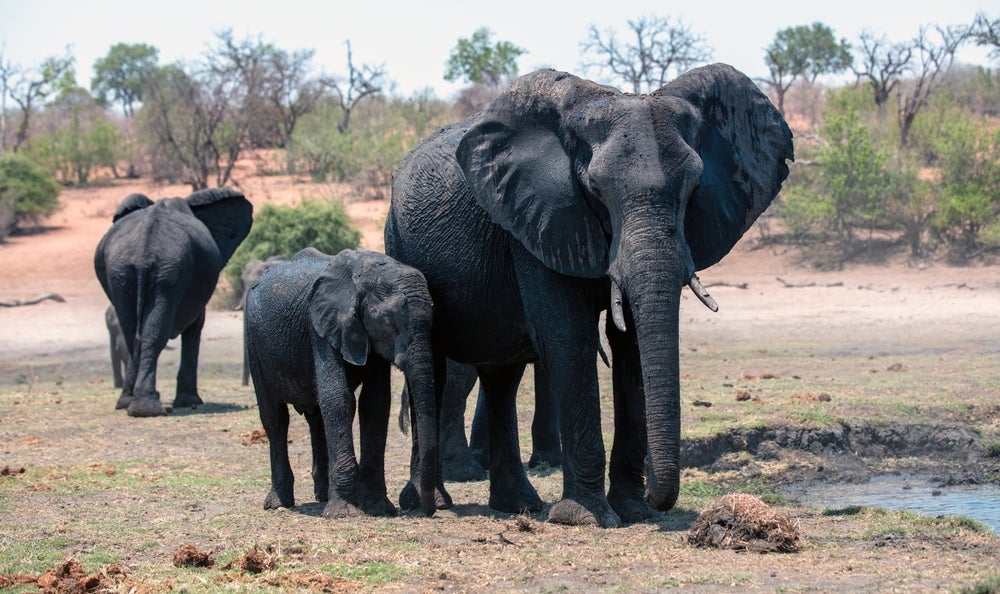 Scientists have long known that larger animals tend to live longer than smaller ones.
