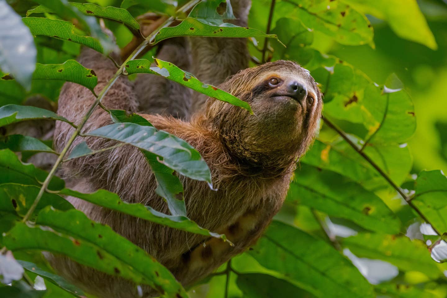 A new genome study reveals how unique DNA elements help sloths maintain the slowest metabolism in mammals, with implications for human health.