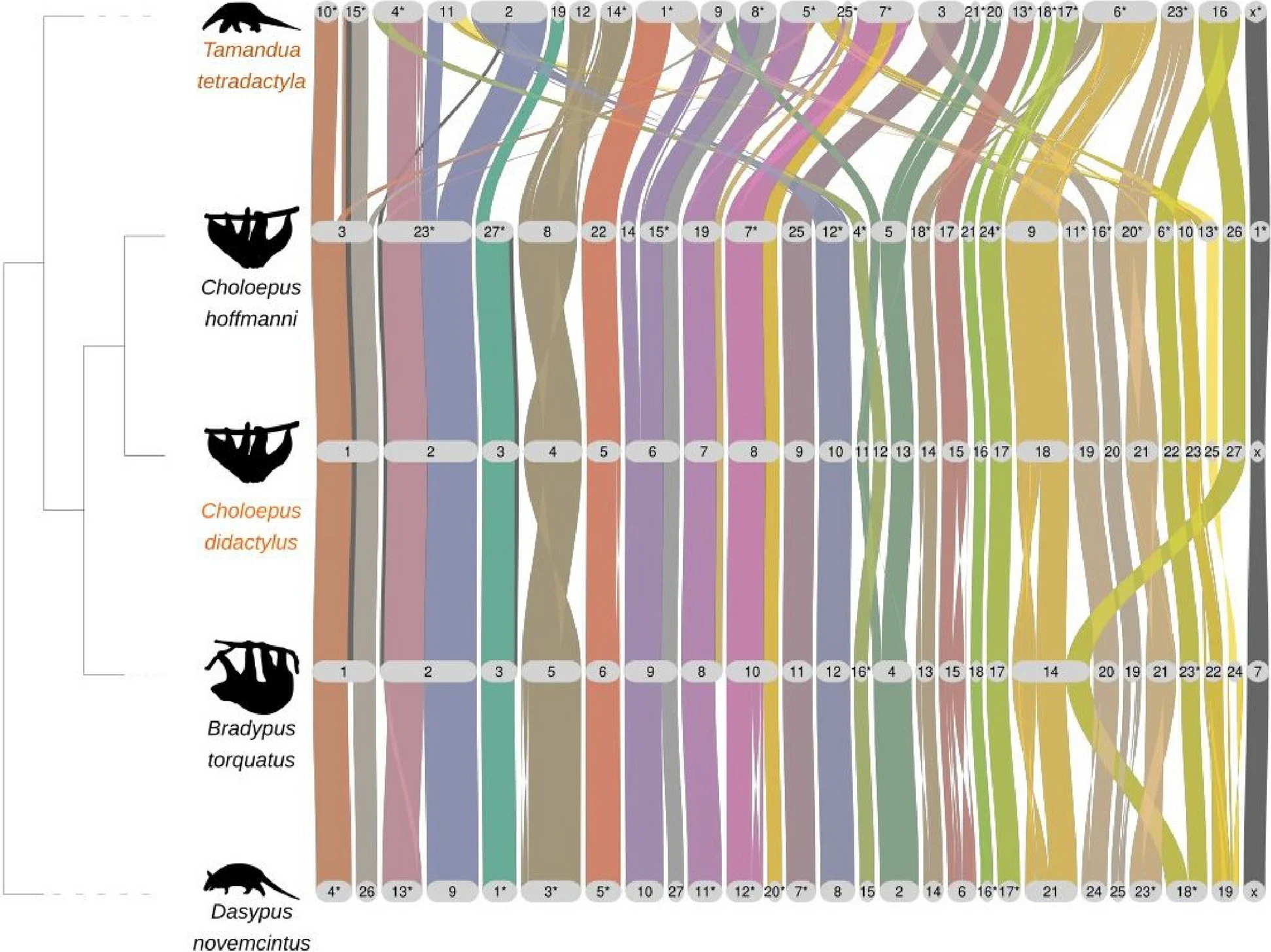 BUSCO-based synteny across xenarthran genomes. BUSCO-predicted genes and conserved syntenic blocks are shown for five Xenarthra genomes, visualized using GENESPACE.