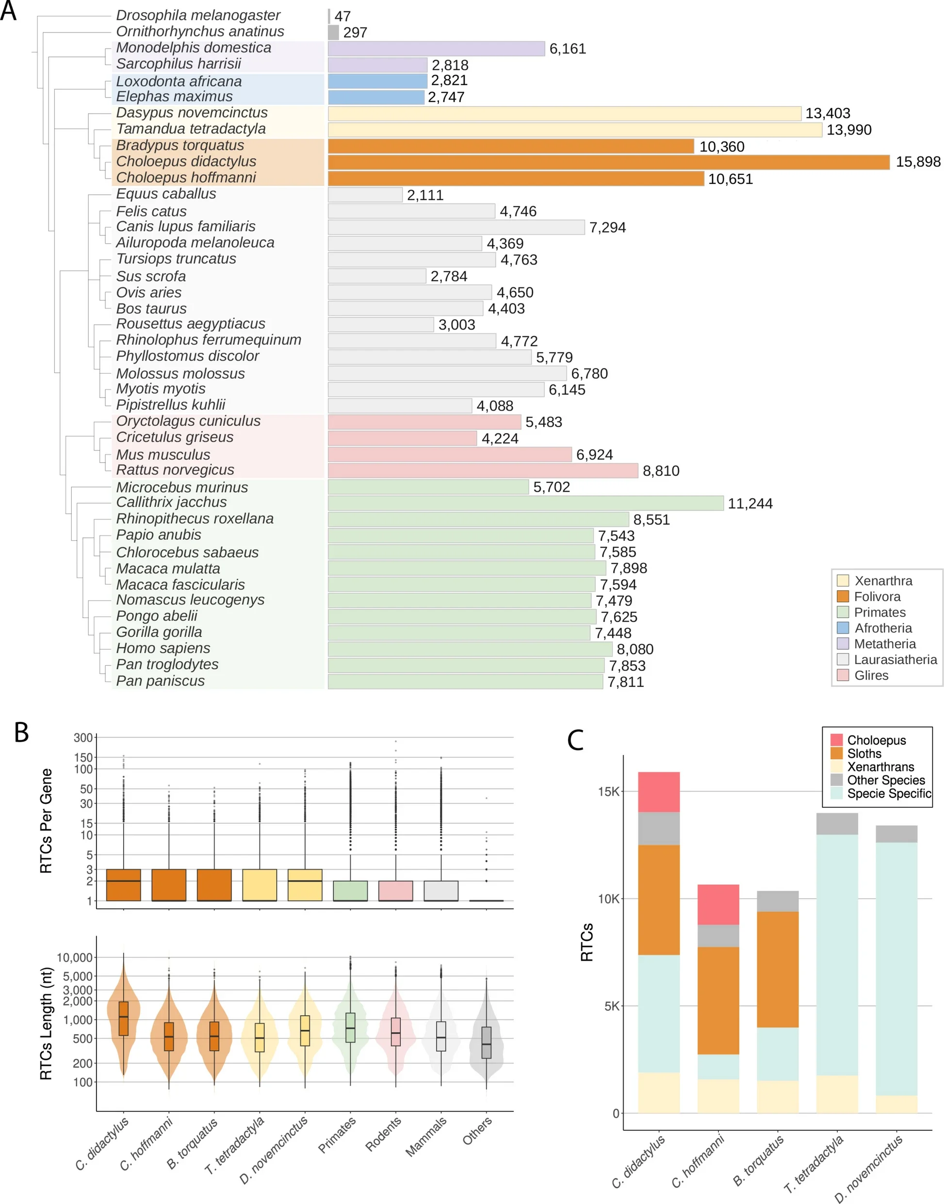 Xenarthran genomes harbour the highest number of retrocopies among mammals in our comparative dataset.