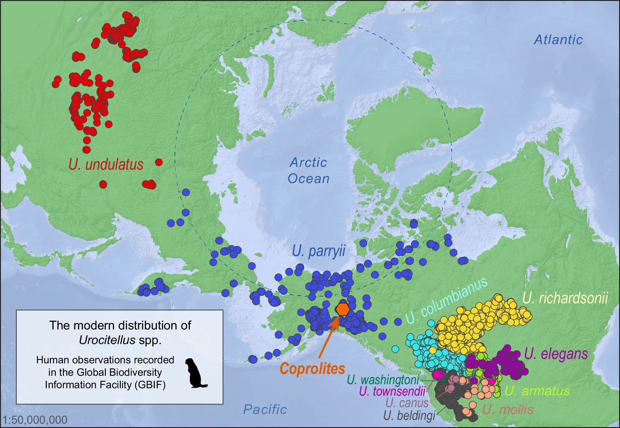 Extant distribution of Urocitellus spp.