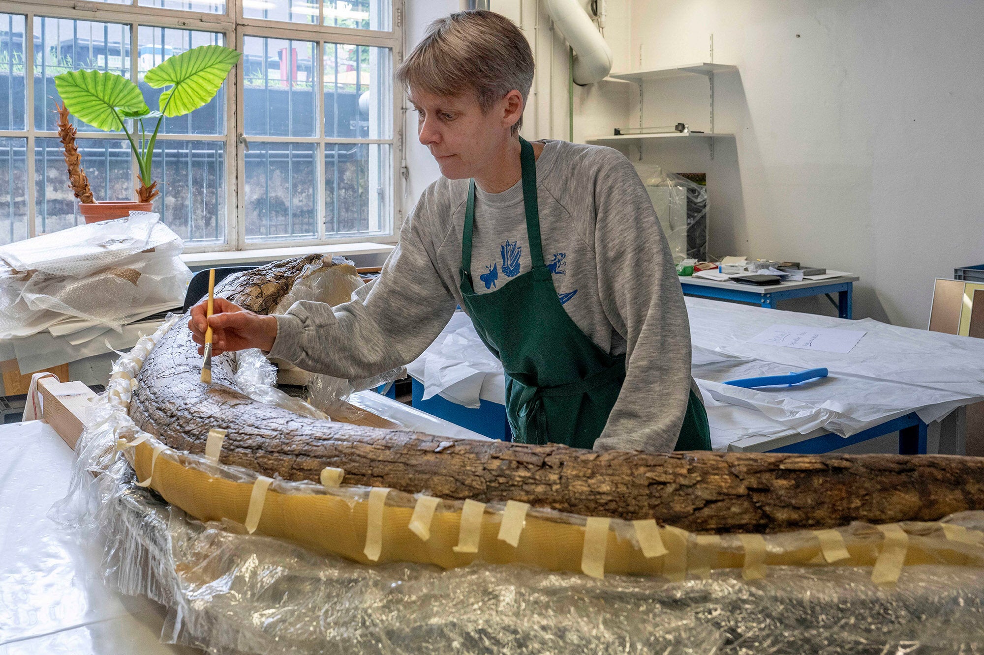 The mammoth’s tusk in the paleontological preparation laboratory of the Bavarian State Collections of Natural History.