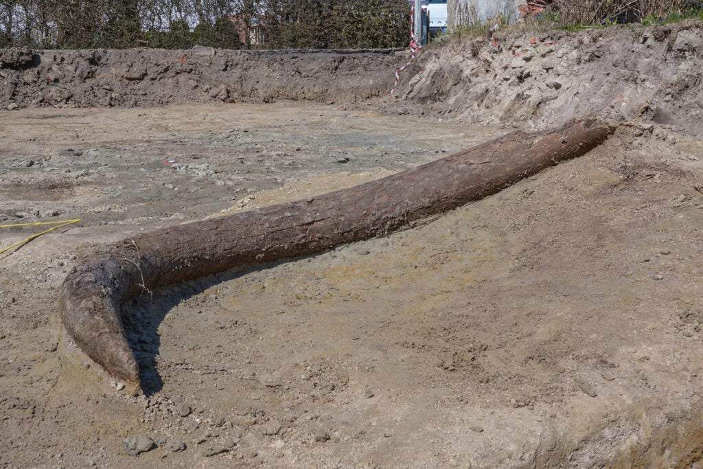The mammoth’s tusk at the excavation site in Taimering.