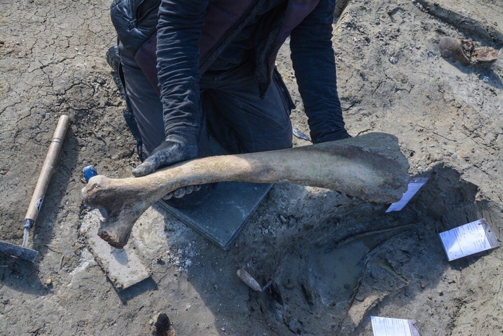 Recovery of the first left rib from the mammoth’s ribcage. 