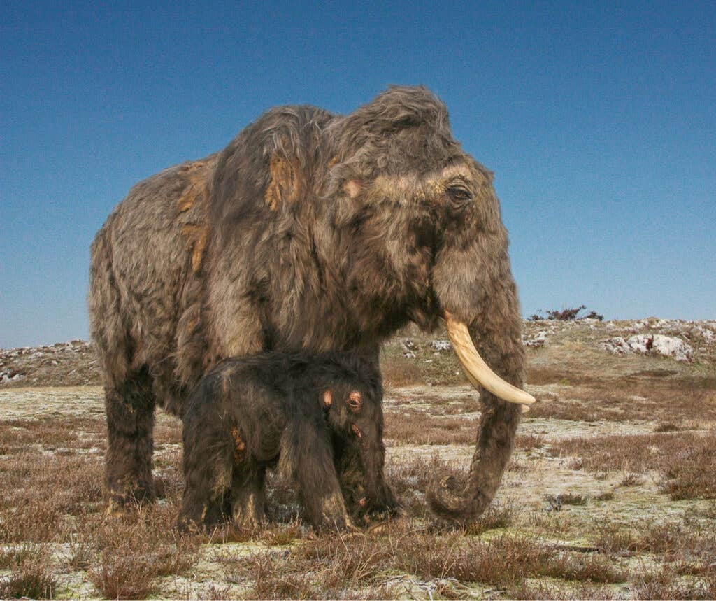 A female mammoth with her calf in a glacial landscape during the Last Glacial Maximum. Reconstruction by R. Bakker/Rotterdam for the Reiss-Engelhorn-Museen in Mannheim.