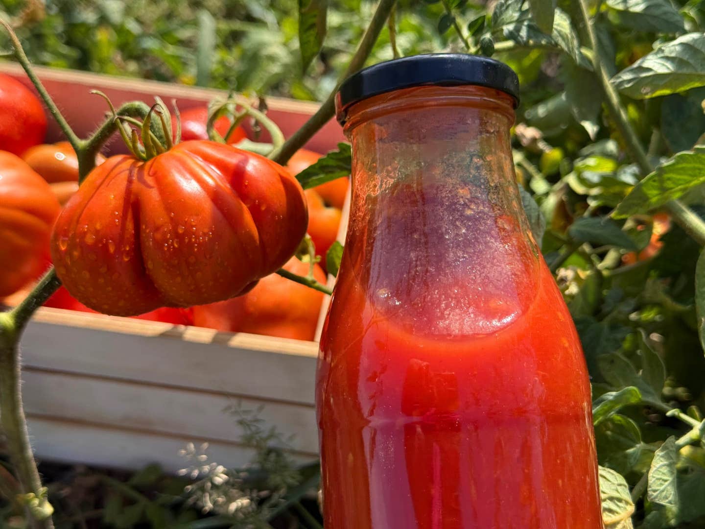 A new study finds tomato-soy juice may lower key inflammation markers, offering promise as a simple diet-based health intervention.