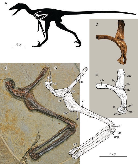 Holotype of Jian changmaensis, gen. et sp. nov. (GSGM-D050), an articulated partial left pectoral girdle (scapulocoracoid) and forelimb (humerus, radius, and ulna).