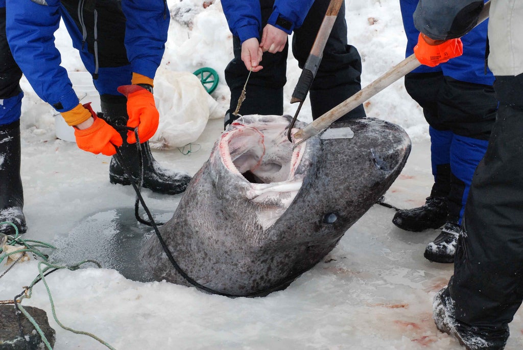Overfishing and climate change are the main driving factors for the diminishing number of Greenland sharks, though studies have shown that their metabolic enzymes are more active in warmer temperatures.  Image shows people pulling a ca. 4-metres female Greenland Shark onto the sea ice.