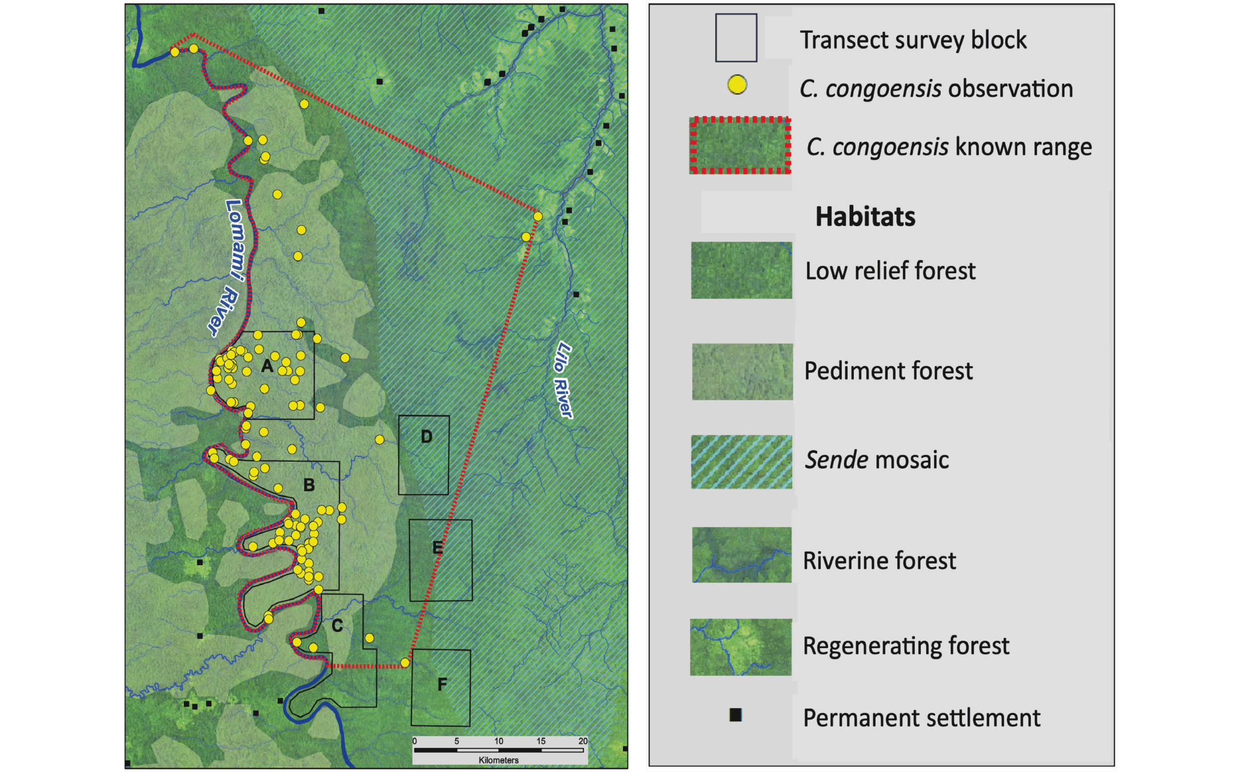 Colobus congoensis observations (2018–2022) shown relative to habitat classes within the known range.