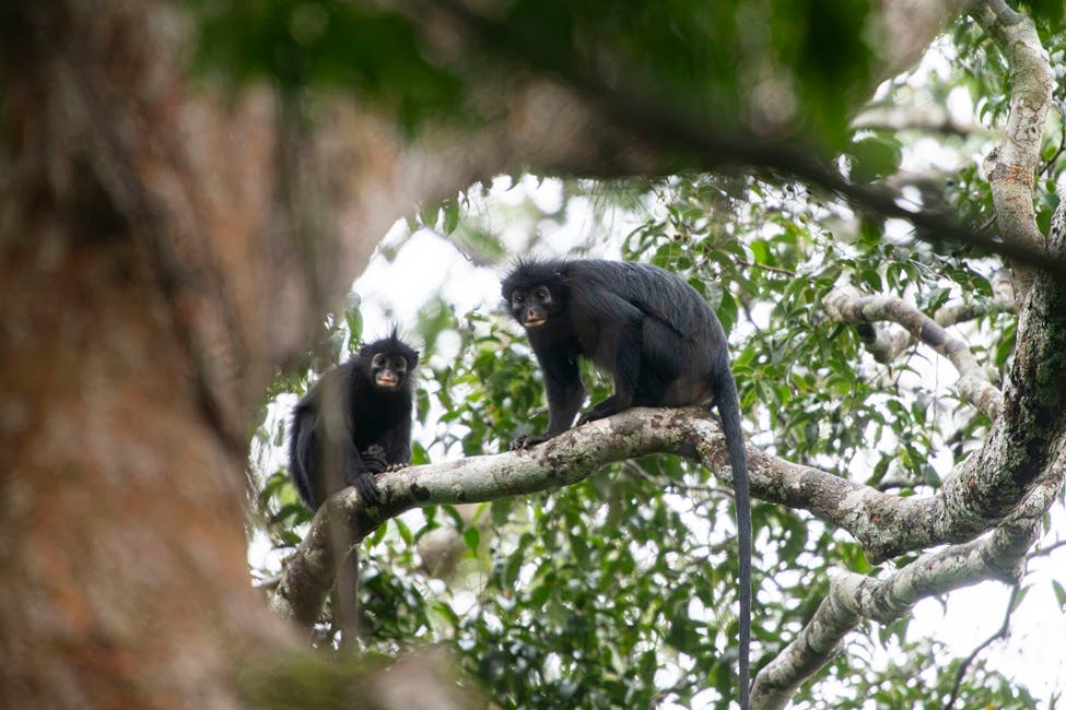 The Likweli monkey species lives in a small Congo forest range and faces growing threats from hunting and habitat loss.