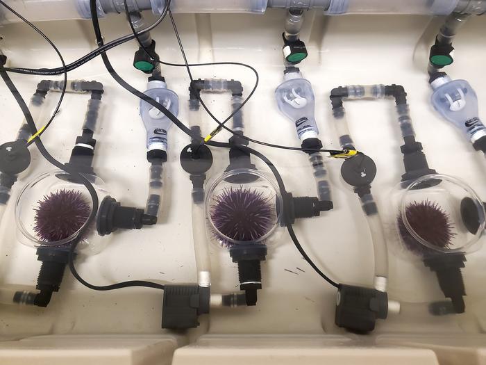 Sea urchins in respirometry chambers, which monitor oxygen use (changes in metabolism) as water temperature increases.