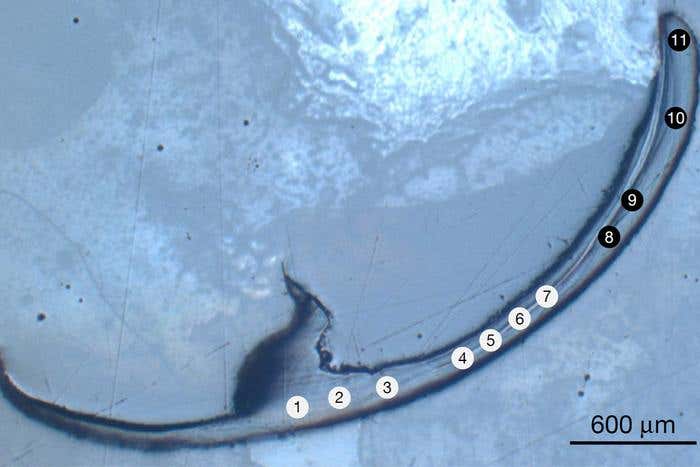 A cross-section of a bristle worm jaw sample with the indentation testing sites labeled 1 to 11.