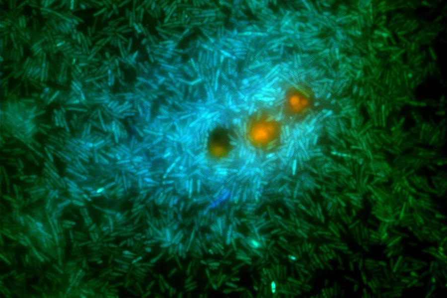 New research reveals how ocean microbes shape the carbon cycle, offering a clearer path to understanding climate change.