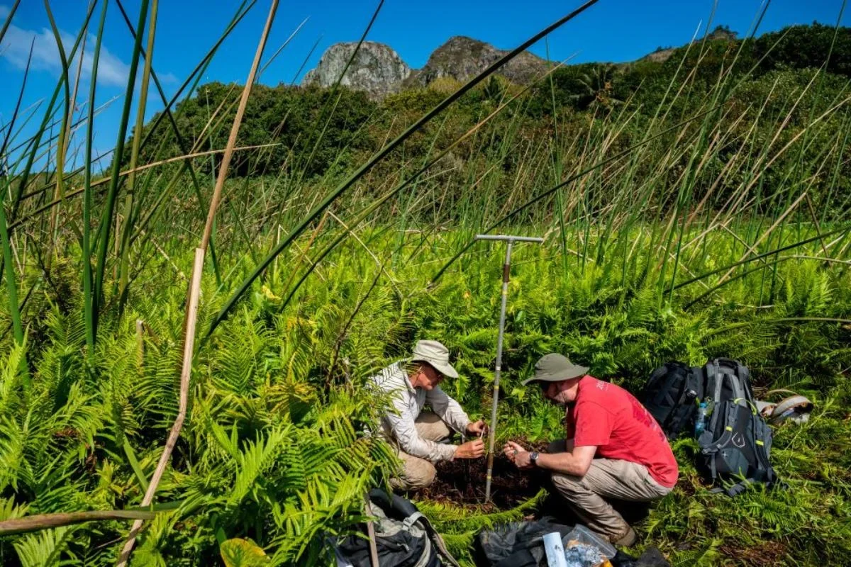 Prof David Sear (l) and Dr Mark Peaple (r) coring a swamp in Polynesia to collect mud samples that contain records of rainfall over thousands of years. 