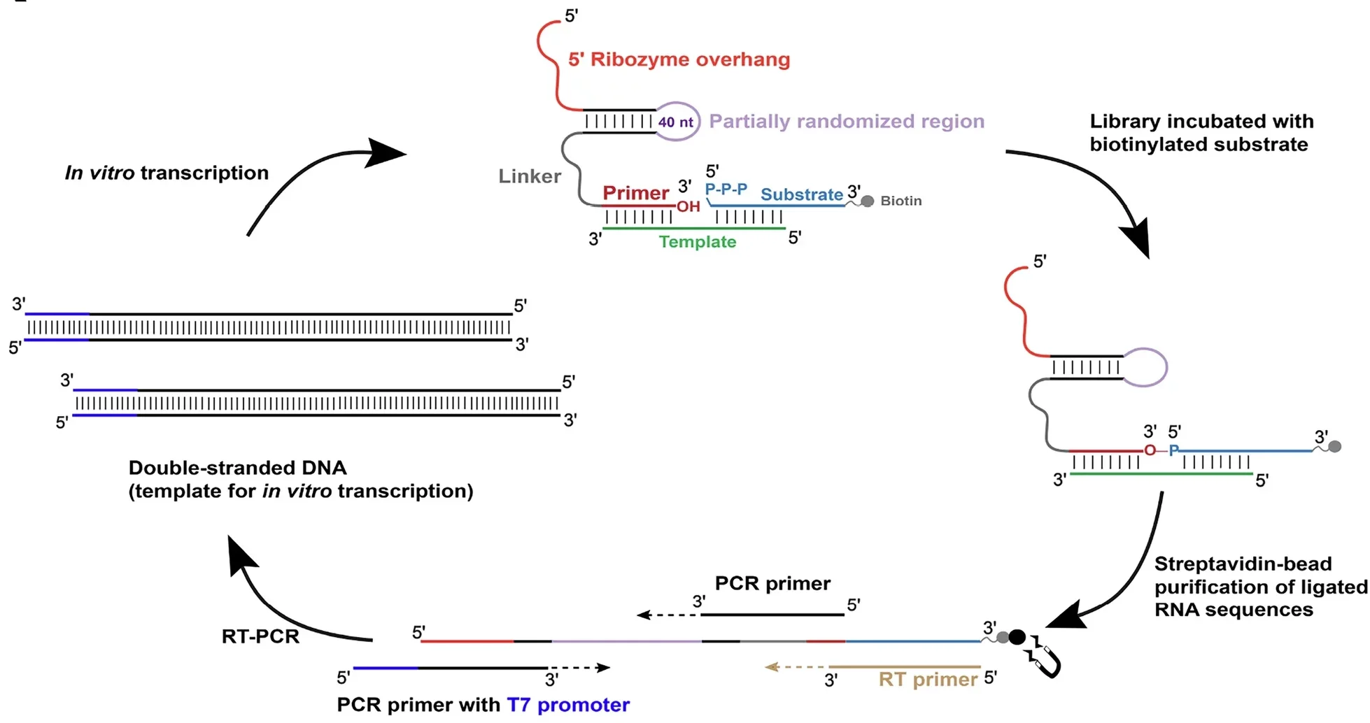 An RNA library containing a partially randomized sequence having an estimated complexity of ~10¹⁴ sequences