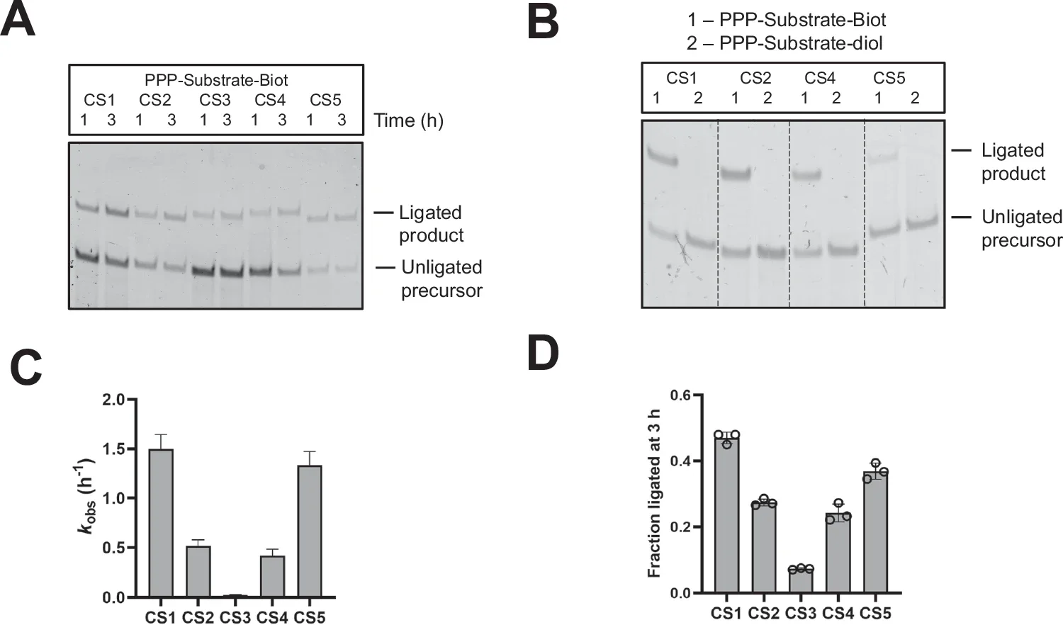 Ligase activities of the isolated sequences.