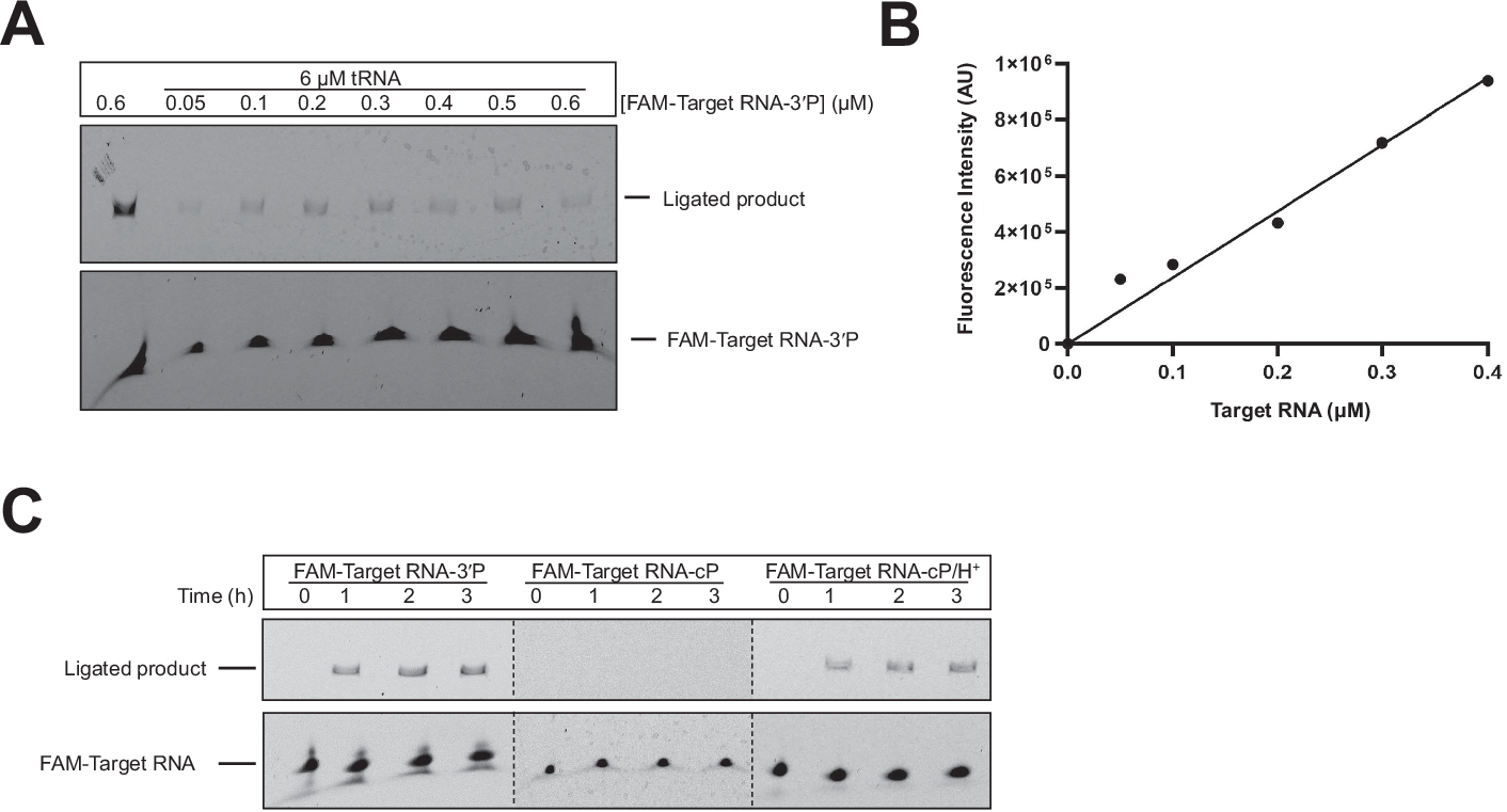 Ribozyme-assisted capture of 3’-phosphorylated RNA.