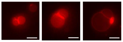 Cell cycle of synthetic cells with 90kbp genome, undergoing selection and replication