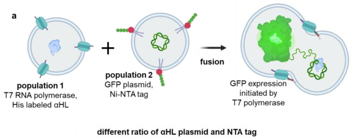 Genetically encoded feeding and growth of synthetic cells