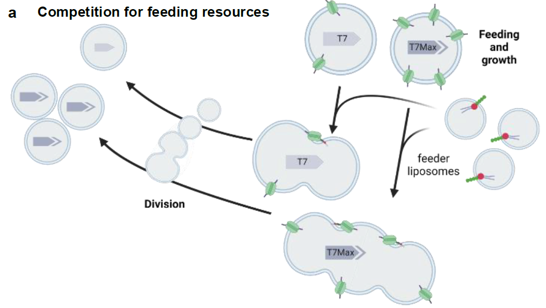 Two populations of synthetic cells, with αHL under T7 (weak) or T7Max (strong) promoter, go through 5 cycles of growth and division.