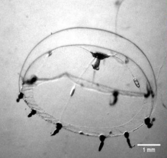 Clytia hemisphaerica medusa