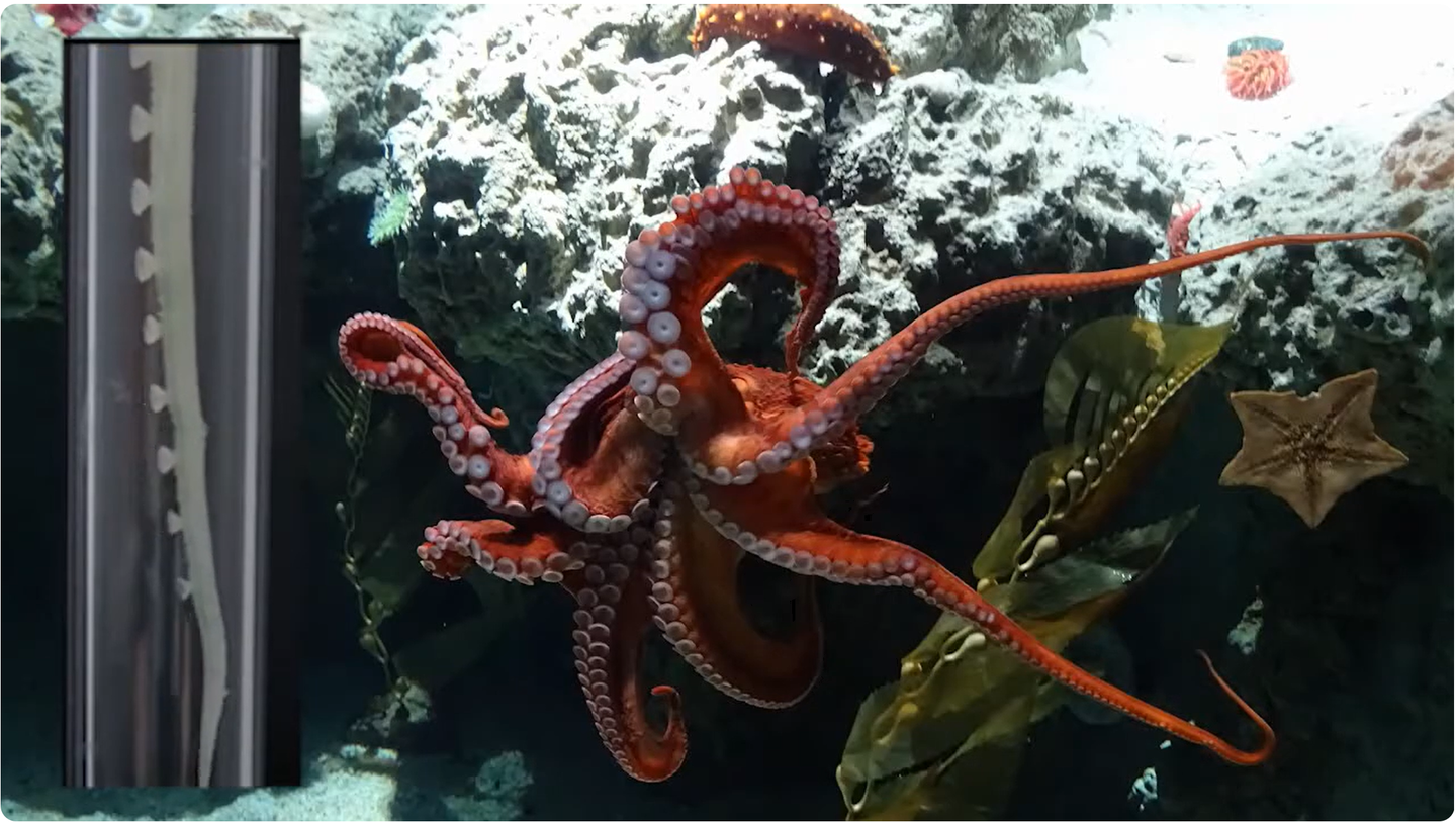 A new octopus-inspired robotic arm can sense, adapt, and grasp objects on its own, marking a major leap in soft robotics.