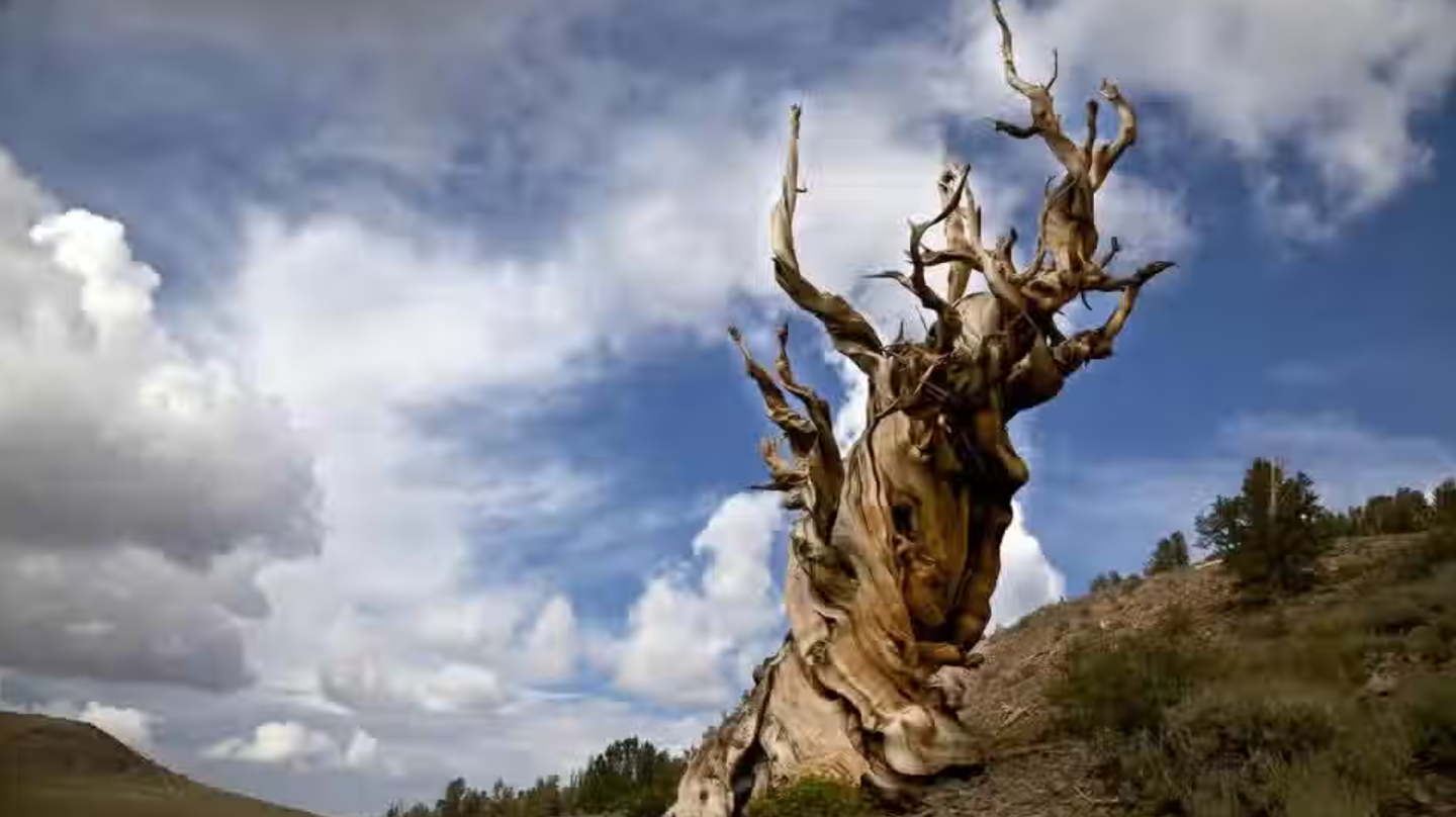 California’s nearly 4,800-year-old Methuselah tree has survived for millennia, but drought, heat, pests, and wildfire now threaten its future.