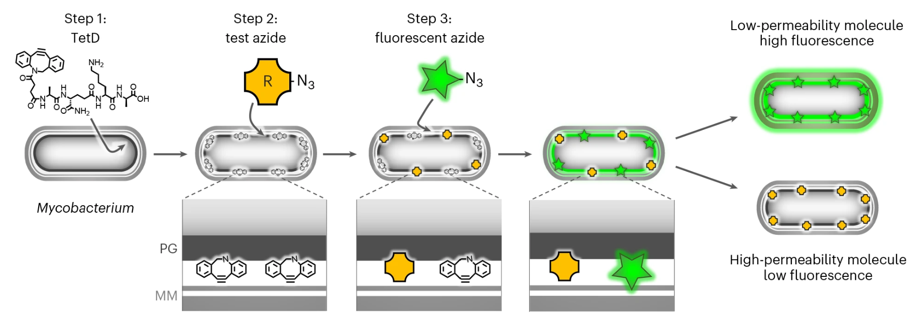 High-throughput screening of mycomembrane permeability. Schematic of PAC-MAN assay. 