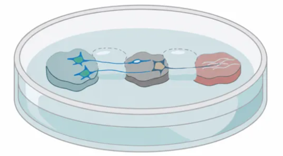 Illustration of the model, with the brain organoid, spinal organoid, and muscle tissue (left to right).