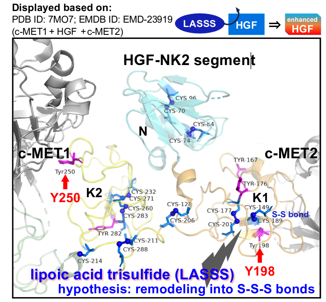 Full activation of satellite cells was achieved by HGF at concentration as low as 1 ng/ml, pre-treated with lipoic acid trisulfide (LASSS) at 1:8000 molar ratio to HGF.