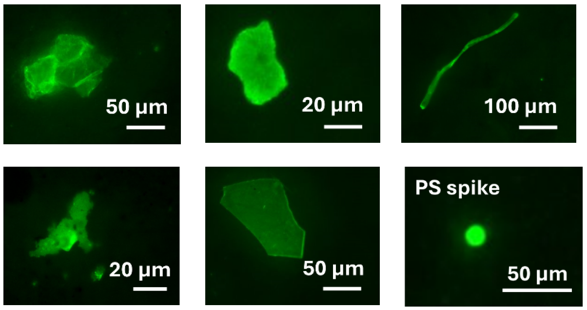Morphological diversity of MPs visualized using fluorescence microscopy (Zeiss Axio Zoom.V16) equipped with a green fluorescent protein (GFP) filter (excitation/emission: 470/520 nm) following staining with Nile Red (5 mg L⁻¹ in hexane).